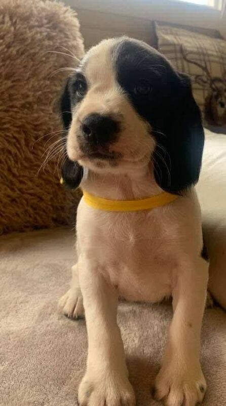 Beagle Puppies For Sale Under £1,000
