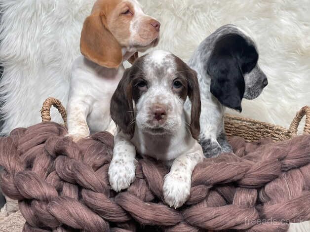 Beagle X Cocker Spaniel For Sale in Lampeter Velfrey, Pembrokeshire ...
