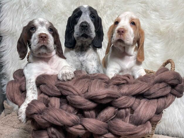 Beagle X Cocker Spaniel For Sale in Lampeter Velfrey, Pembrokeshire ...
