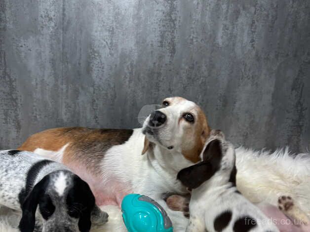 Beagle X Cocker Spaniel For Sale in Lampeter Velfrey, Pembrokeshire ...