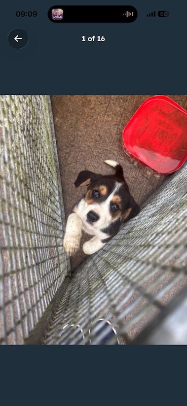 Beagle x collie pups