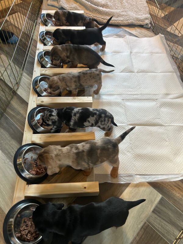 Beagle puppies for sale in Pontefract, West Yorkshire – 11 months old - Image 2 of 5