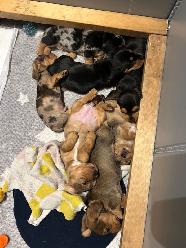 Beagle puppies for sale in Pontefract, West Yorkshire – 11 months old - Image 3 of 5