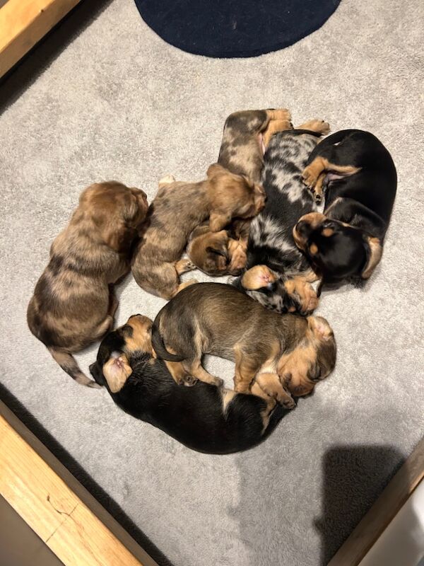 Beagle puppies for sale in Pontefract, West Yorkshire – 11 months old - Image 5 of 5