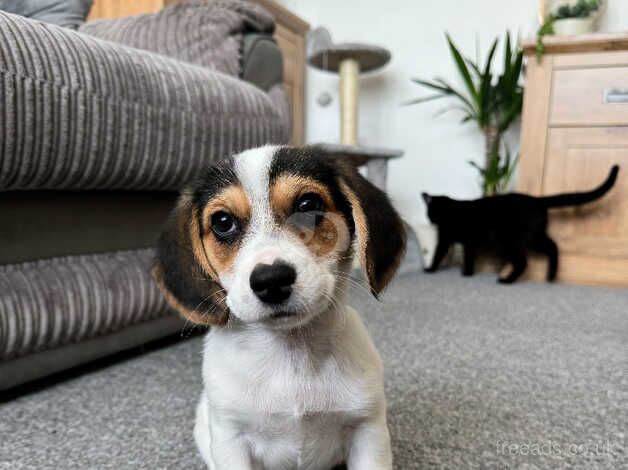 Beagle X for sale in Gosport, Hampshire