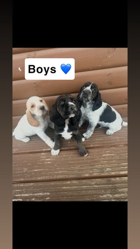 Beagle x puppies