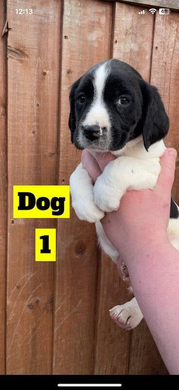 Beagle x spaniel £450 for sale in Dewsbury, West Yorkshire