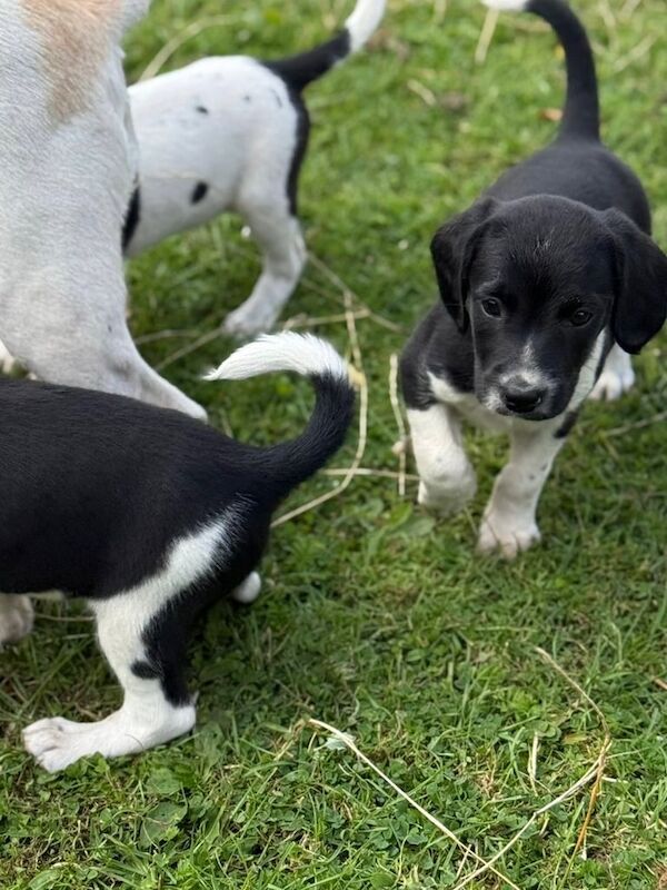 Beagle puppies for sale in Merthyr Tydfil / Merthyr Tudful, Mid Glamorgan – 7 weeks old