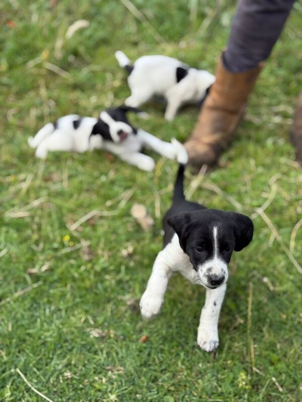 Beagle puppies for sale in Merthyr Tydfil / Merthyr Tudful, Mid Glamorgan – 7 weeks old - Image 2 of 3