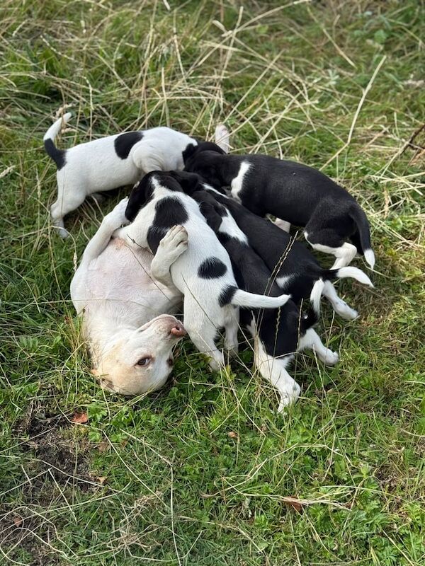 Beagle puppies for sale in Merthyr Tydfil / Merthyr Tudful, Mid Glamorgan – 7 weeks old - Image 3 of 3