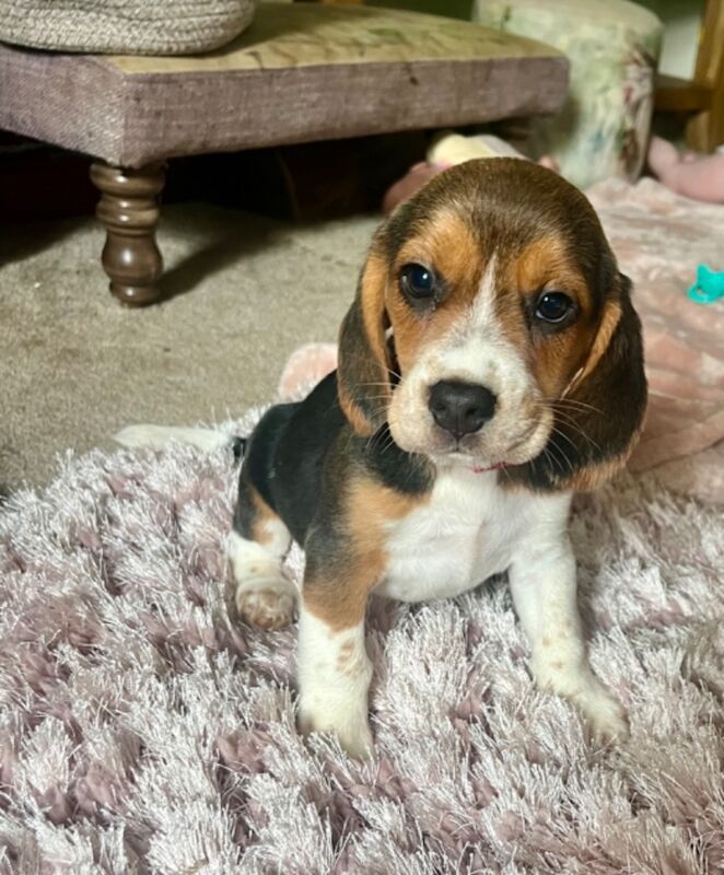 Beagle puppies for sale in Garth, Powys – 9 weeks old