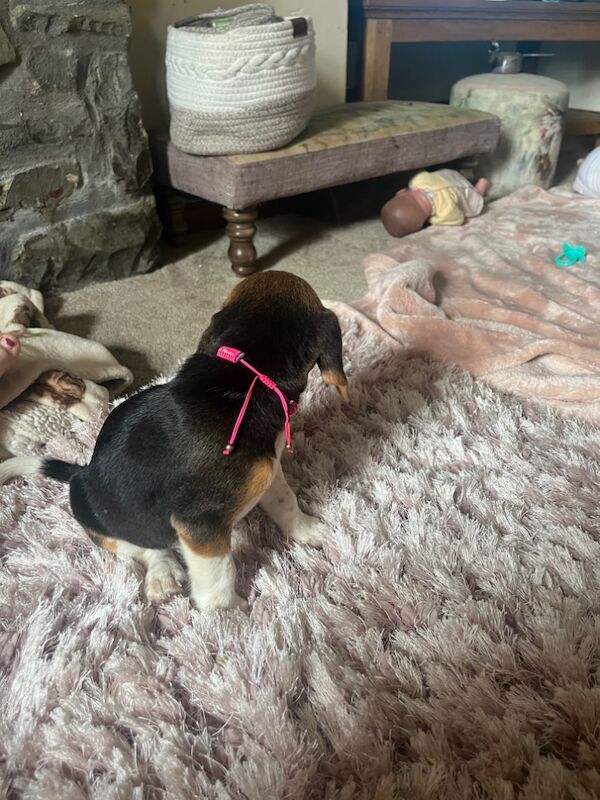 Beagle puppies for sale in Garth, Powys – 9 weeks old - Image 3 of 4