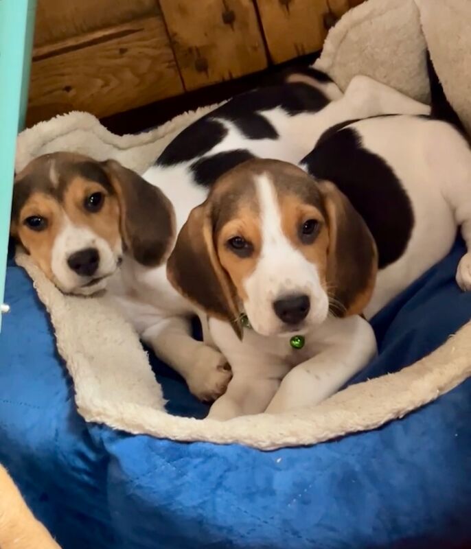 Beagle puppies for sale in Garth, Powys – 10 weeks old