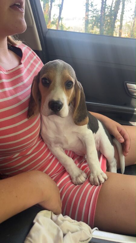 Beagles ready now