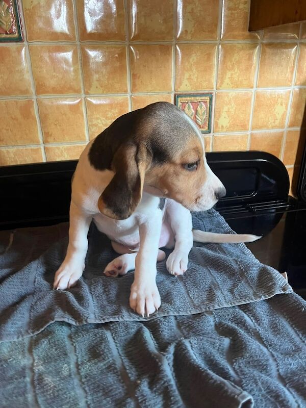 Beagles ready now one boy left - Image 2 of 3