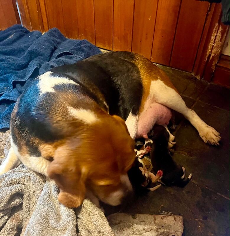 Beagles ready now one boy left - Image 3 of 3