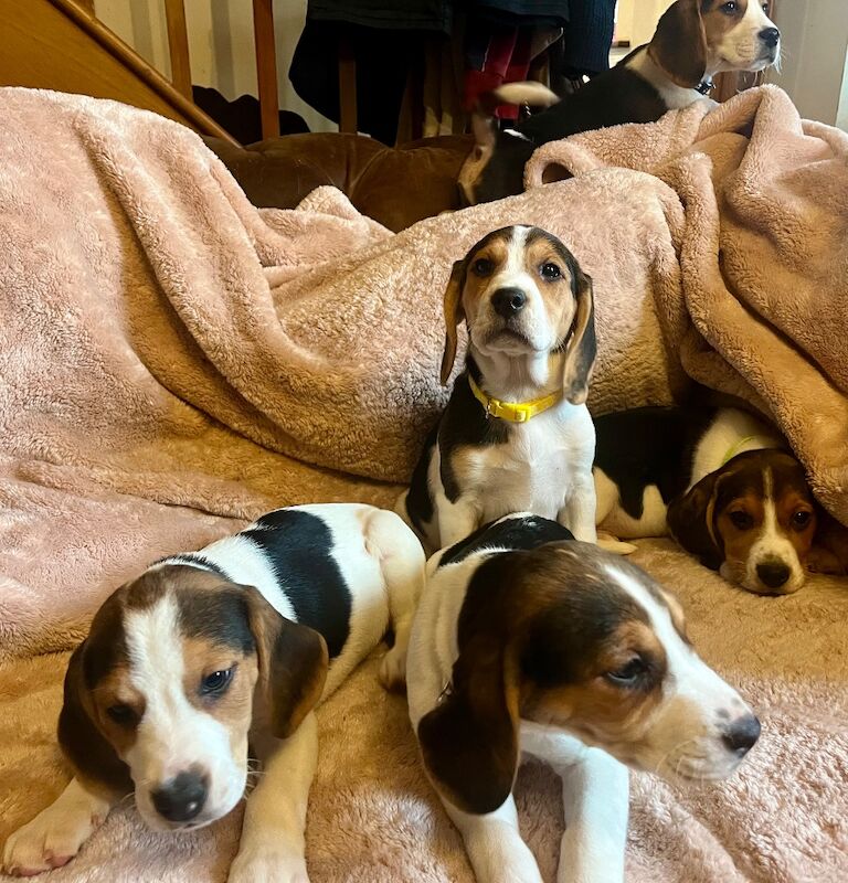 Beagle puppies for sale in Rugby, Warwickshire – 10 weeks old