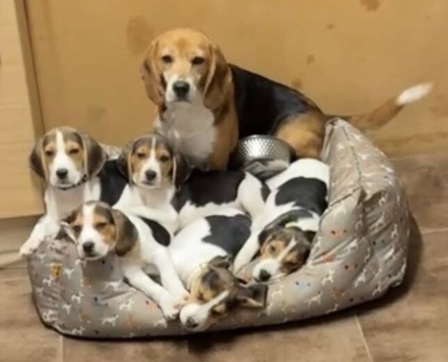 Beagle Puppies For Sale