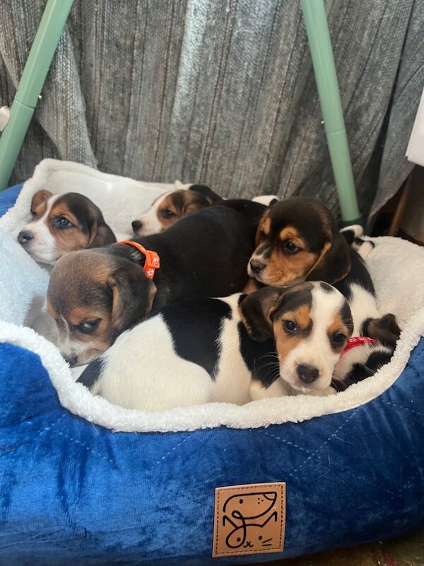 Beagles ready soon for sale in Garth powys 