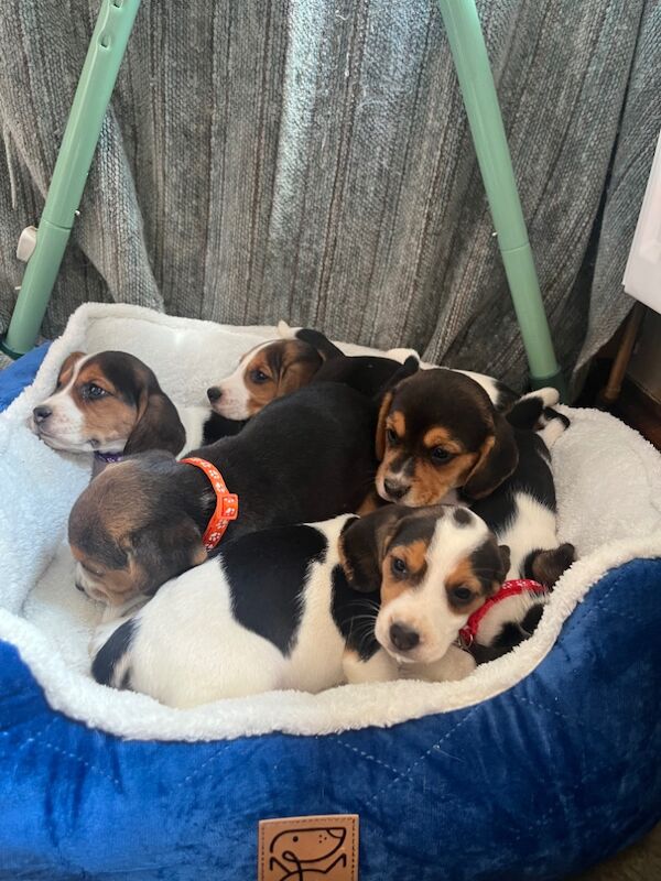 Beagles ready soon for sale in Garth powys | Image 2