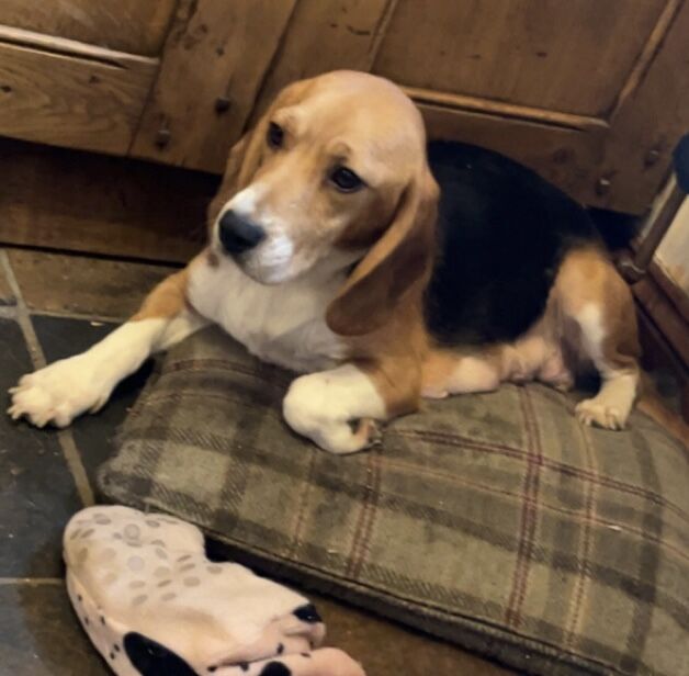 Beagles ready soon for sale in Garth powys | Image 3