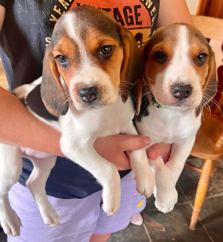 Beagle puppies for sale in Garth powys – 8 weeks old