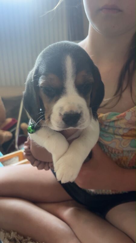 Beagles ready soon
