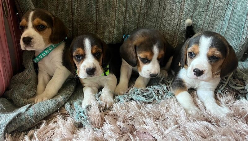 Beagle Puppies For Sale