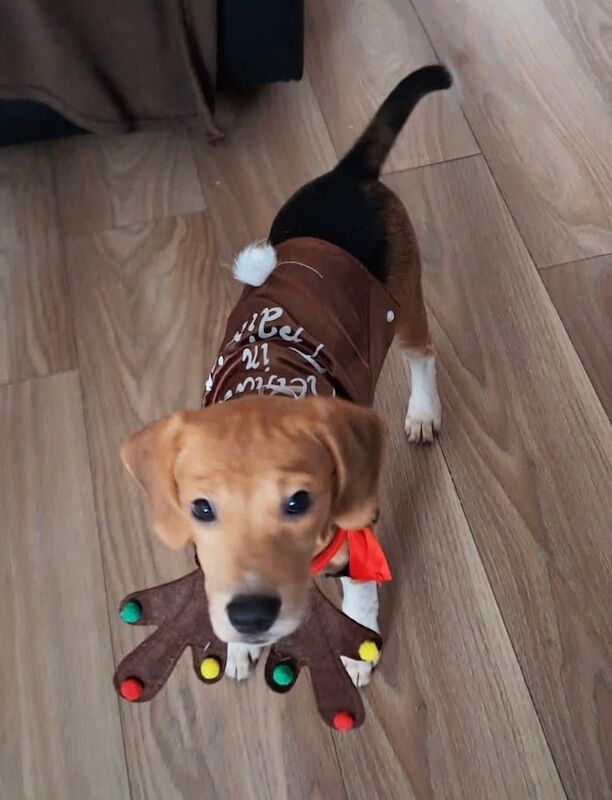 Beautiful beagle girl for sale in St Mellons / Llaneurwg, South Glamorgan - Image 2