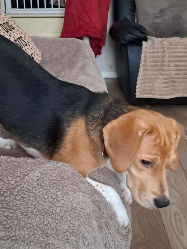 Beautiful beagle girl for sale in St Mellons / Llaneurwg, South Glamorgan - Image 3