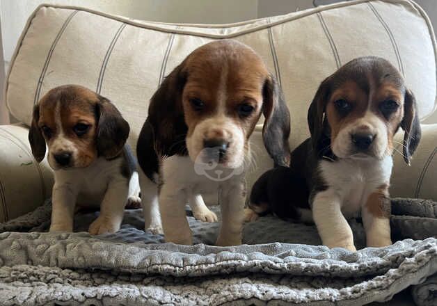 Beagle puppies for sale in Fishguard/Abergwaun, Pembrokeshire – 1 year old - Image 1 of 5