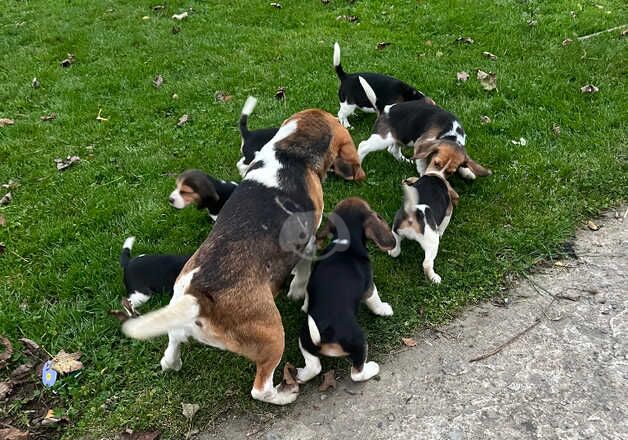 Beagle puppies for sale in Fishguard/Abergwaun, Pembrokeshire – 1 year old - Image 2 of 5