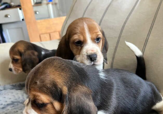 Beagle puppies for sale in Fishguard/Abergwaun, Pembrokeshire – 1 year old - Image 3 of 5