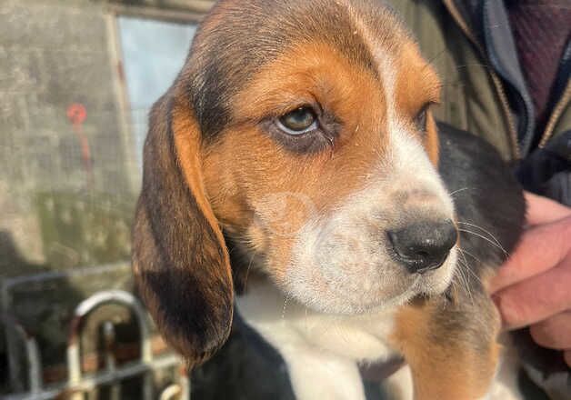 Beagle puppies for sale in Fishguard/Abergwaun, Pembrokeshire – 1 year old - Image 5 of 5
