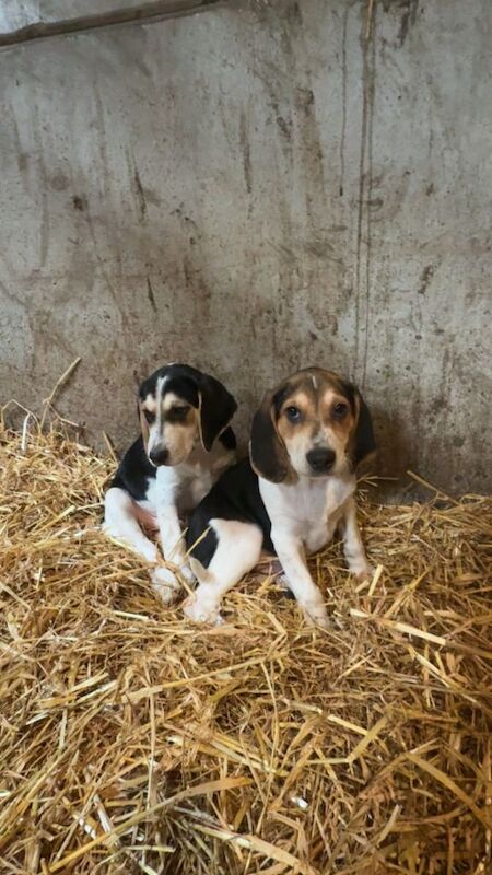 Beagle Puppies For Sale