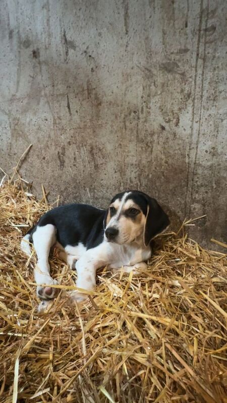 Beautiful Beagle Puppies - Image 2 of 5