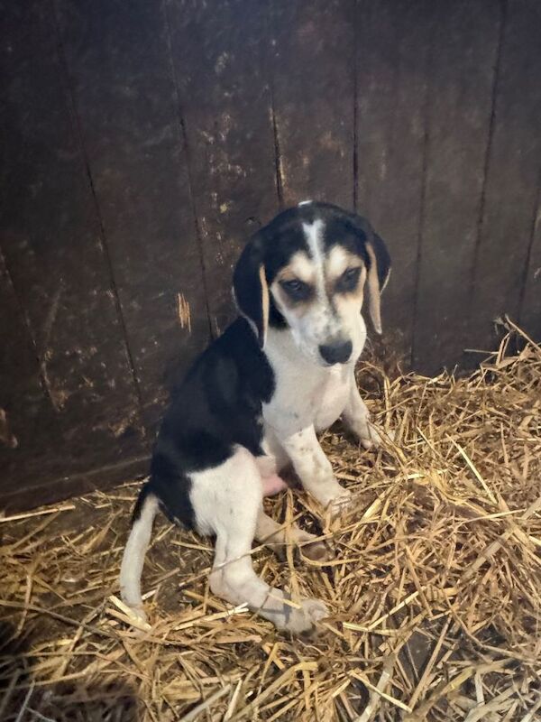 Beautiful Beagle Puppies - Image 3 of 5