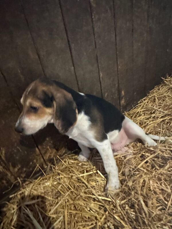 Beautiful Beagle Puppies - Image 4 of 5