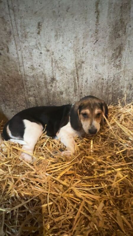 Beautiful Beagle Puppies - Image 5 of 5