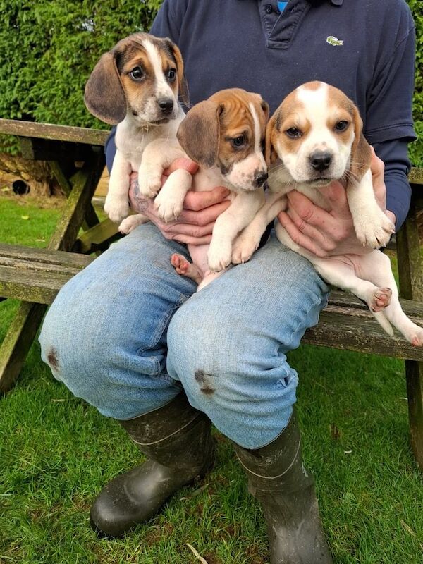 Beagle puppies for sale in Delabole, Cornwall – 1 year old - Image 1 of 3