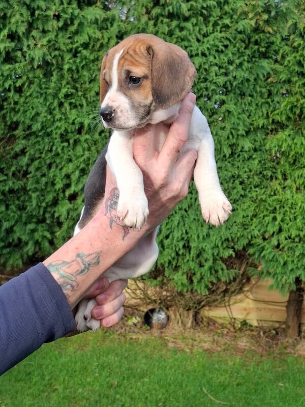 Beagle puppies for sale in Delabole, Cornwall – 1 year old - Image 2 of 3
