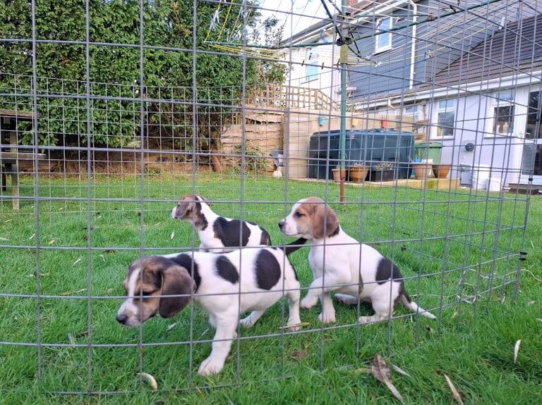 Beagle puppies for sale in Delabole, Cornwall – 1 year old - Image 3 of 3