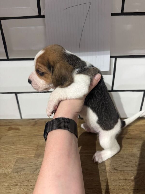 Beagle puppies for sale in Rotherham, South Yorkshire – 4 weeks old - Image 3 of 4