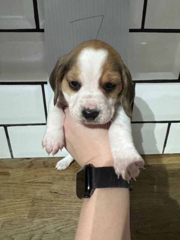 Beagle puppies for sale in Rotherham, South Yorkshire – 4 weeks old - Image 4 of 4