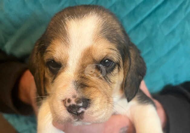 Beagle puppies for sale in Accrington, Lancashire – 1 year old - Image 1 of 5