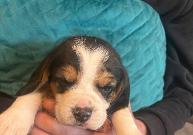 Beagle puppies for sale in Accrington, Lancashire – 1 year old - Image 2 of 5