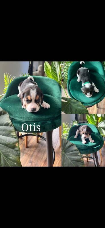 Beautiful Beagle puppies tricolour