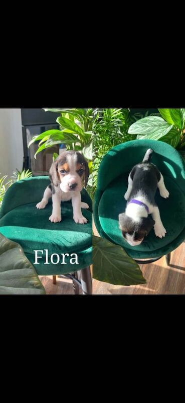 Beautiful Beagle puppies tricolour - Image 2 of 6