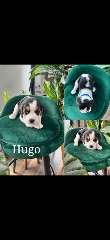 Beautiful Beagle puppies tricolour - Image 3 of 6