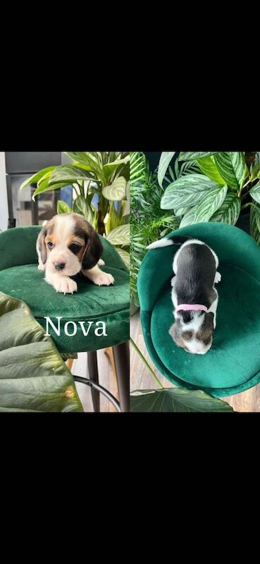Beautiful Beagle puppies tricolour - Image 4 of 6